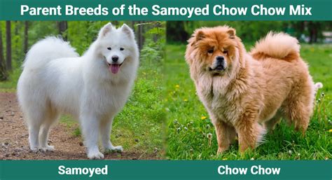 Samoyed Chow Chow Mix Info Pictures Care And More Dogster