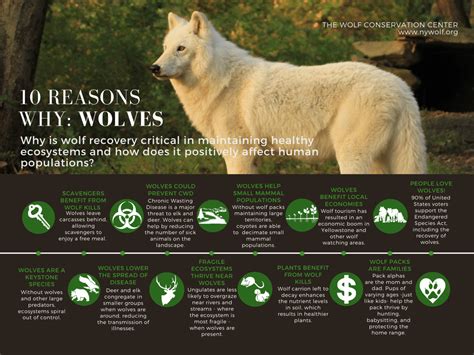 Graphics For Educators Wolf Conservation Center