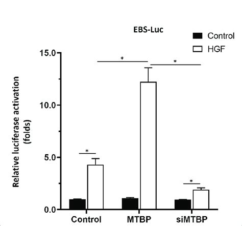 Mtbp Enhances The Activation Of Ebs Luc In Huh 7 Cells Huh 7 Cells