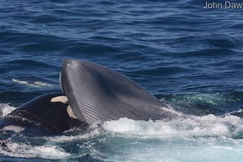 Orca Eating A Blue Whales Tongue Hardcorenature