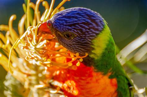 Rainbow Lorikeet feeding by jctartwork on DeviantArt