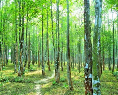 agarwood farming  seeds  profitable harvest guestcanpost