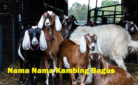 Nama Kambing Yang Bagus Dan Cepat Beranak Dan Gemuk Dan Sehat