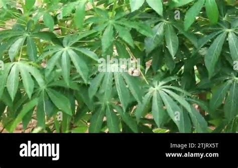 Footage Of Cassava Leaves Or Manihot Esculanta Crantz Swaying In The