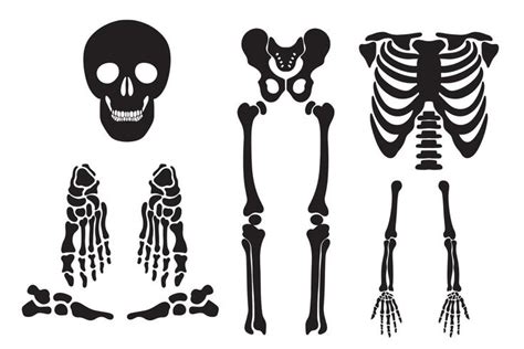 Set Of Skull Drawings Of Human Skull Vector In 2024 Skulls Drawing