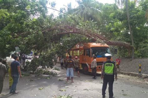 Pohon Tumbang Ke Jalur Pantura Situbondo Timpa Truk ANTARA News Jawa