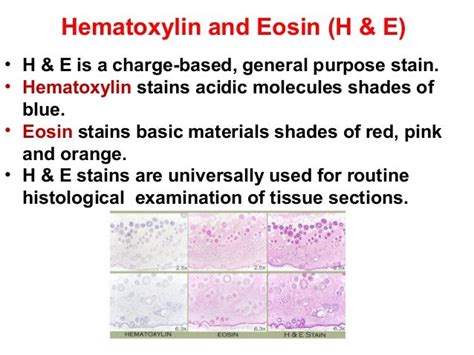 Preparation Of Histological Slide