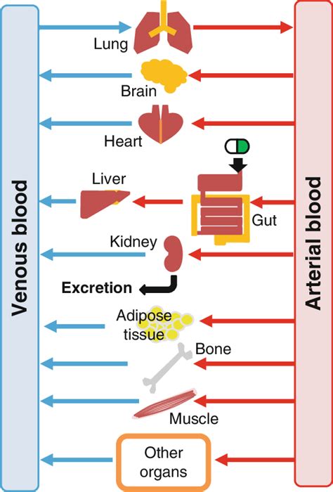 In The Physiologically Based Pharmacokinetic Pbpk Model Organs