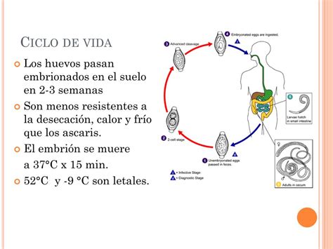 Ppt Helmintos Intestinales NemÁtodos Powerpoint Presentation Free Download Id2354498