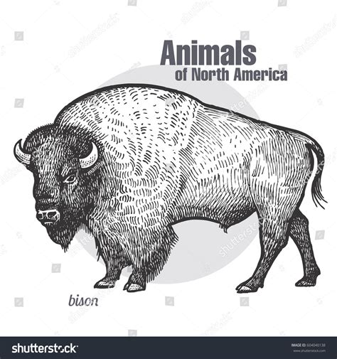 4,883 Bison Sketch Illustration Royalty-Free Images, Stock Photos & Pictures | Shutterstock