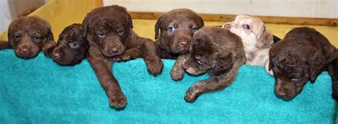 Chesapeake Bay Retriever Puppies For Sale In North Carolina