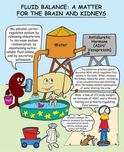 Fluid And Electrolyte Imbalance Flashcards Quizlet