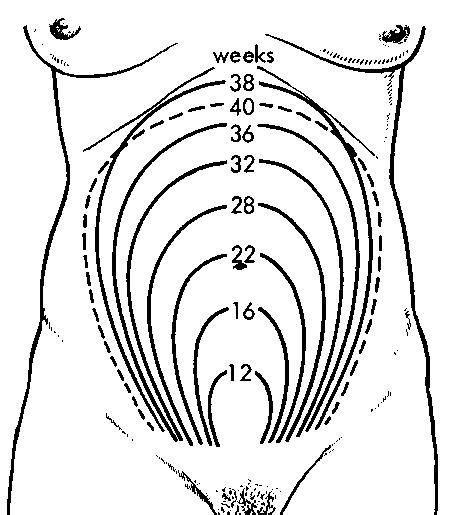 Nursing Info Fundal Height Measurement