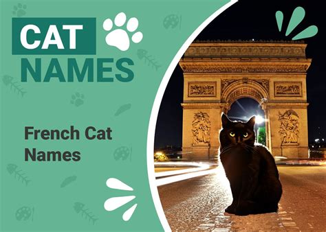 200 French Cat Names Elegant Options For Your Cat With Meanings