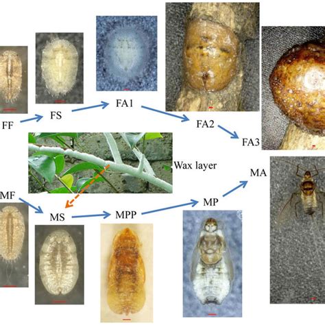 PhyML phylogenetic trees of four hemimetabolous insects and six... | Download Scientific Diagram