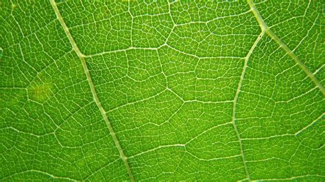 green leaf background. close up of leaf texture 3696932 Stock Photo at ...