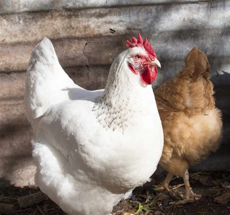 White Leghorn Chicken Breed Agronomag