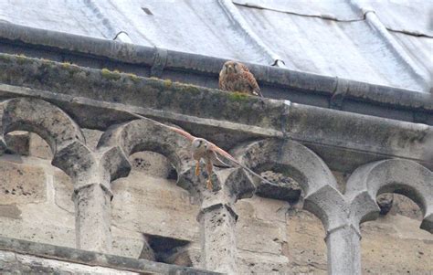 Incendie à Notre Dame de Paris Le couple de faucons crécerelles est