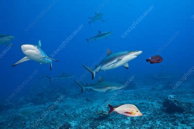 Pack Of Grey Reef Shark Stock Image C Science Photo Library