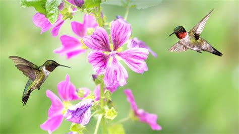 Adding These Two-Toned Flowers To Hanging Baskets Is Sure To Attract Hummingbirds