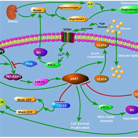 Interaction Between Akt And Ang Ii Pathways Renin Angiotensin System