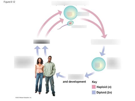 Human Sexual Life Cycle Vocab Diagram Quizlet