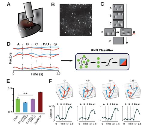 A) Schematic of 2-photon calcium imaging recording setup. Mice are ...