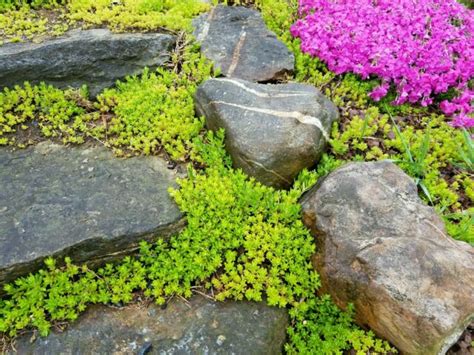 Sedum CUTTINGS Sarmentosum Fast Spreading Perennial Hardy Ground Cover ...