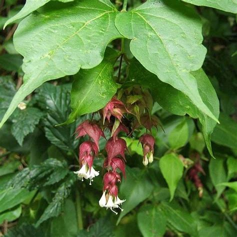 Direct Plants Leycesteria Himalayan Honeysuckle Shrub Extra Large Plant