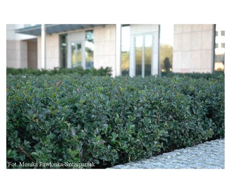 Ilex Meserveae Blue Prince Ostrokrzew Meservy