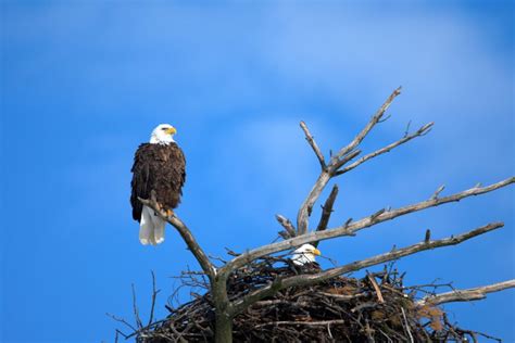 Amazing Facts About Bald Eagles Chirp Nature Center