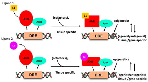 IJMS Free Full Text Aryl Hydrocarbon Receptor AHR Ligands As