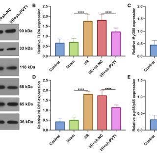 LncRNA PVT1 Knockdown Ameliorates H R Induced Pyroptosis In