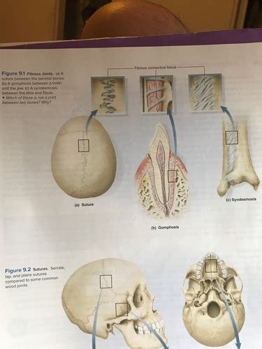 Anatomy Ch 9 Flashcards Quizlet