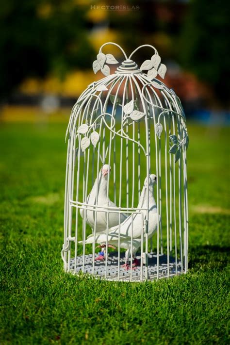 Dove Release & White Dove Releases by Romero's White Doves | Dove Release in Los Angeles Area ...