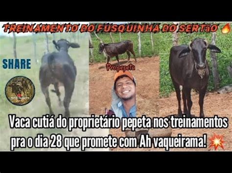 Vaca cutiá do proprietário pepeta nos treinamentos pra grande aposta do