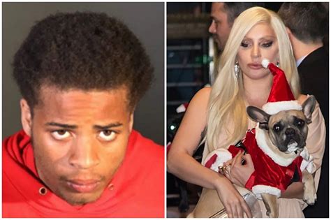 Hombre Que Robó Los Perros De Lady Gaga Es Sentenciado A 21 Años De Prisión Radio País