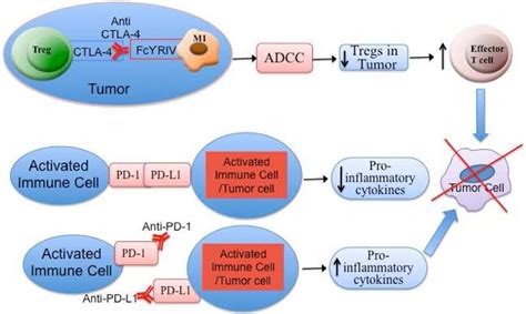 Table From Immune Mediated Adverse Effects Of Anti Ctla Antibody