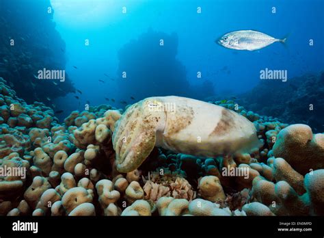 Broadclub Cuttlefish Sepia Latimanus Great Barrier Reef Australia