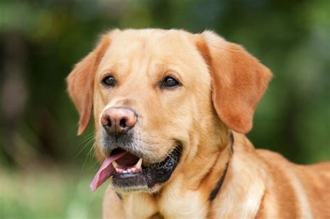 As 17 raças de cachorro grande mais populares Maiores e Melhores