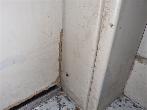 7 Signs You Have Rats Or Mice Your Local Termite And Pest Control