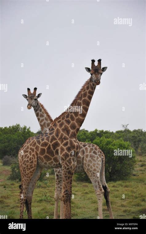 Giraffes in South Africa Stock Photo - Alamy