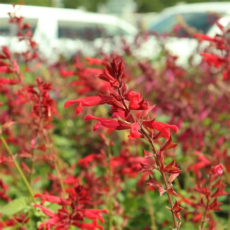 roman red salvia pinders nursery