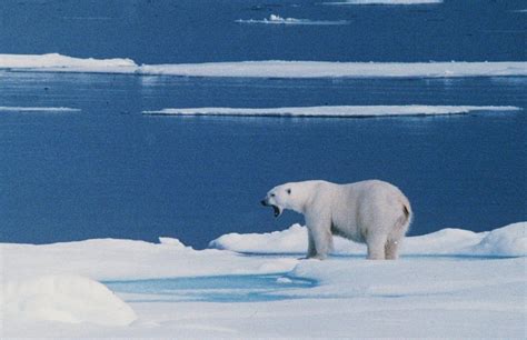 Norway: Polar bear invades campsite and injures tourist - Pledge Times