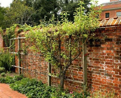 Quel Arbre Fruitier Planter Pour Avoir Son Propre Verger