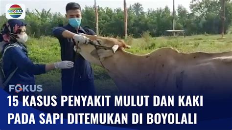 Merambah Hingga Ke Boyolali Ekor Sapi Terinfeksi Pmk Fokus