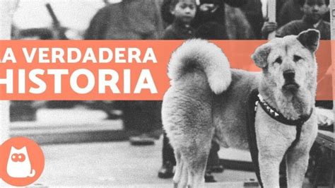 Cuánto come un Akita Inu Vimar Alfambra