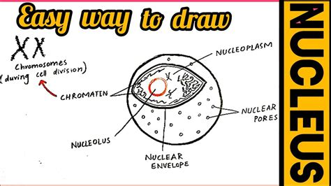 Nucleus Easy Drawing