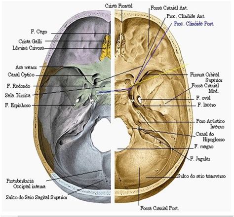 Crânio Anatomia ossos Anatomia dos ossos Crânio anatomia