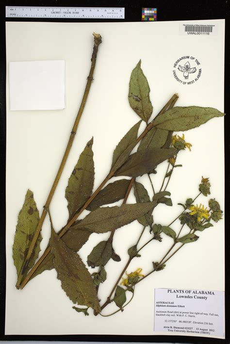 Silphium Dentatum Species Page Apa Alabama Plant Atlas